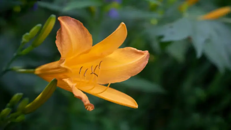Single yellow-orange Fire Lily flower against a green leafy background.