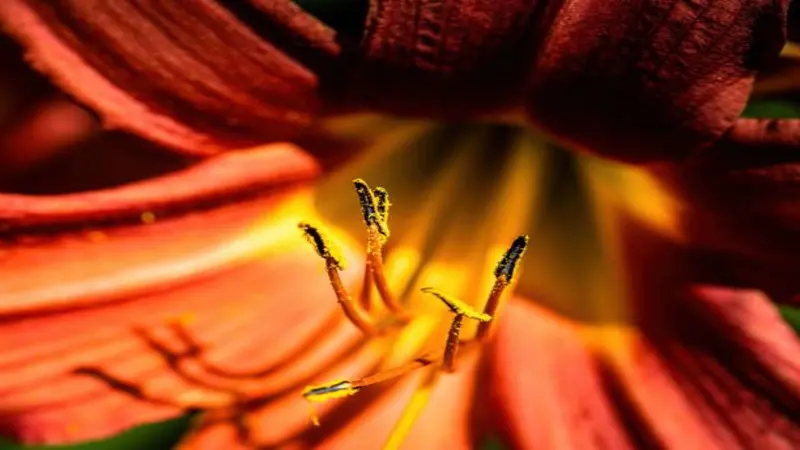 Extreme macro shot of Fire Lily flower stamens and pollen-covered anthers.
