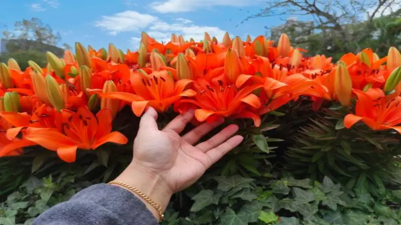 A hand reaching toward a dense hedge of orange Fire Lily flowers under a blue sky.