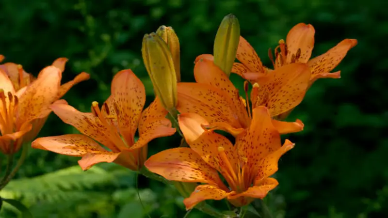 Cluster of speckled orange Fire Lily flowers and unopened buds against a dark background.