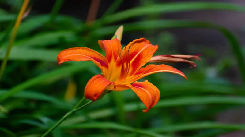 Orange Fire Lily flower with recurved petals against a dark green blurred background.