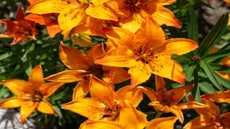 Close-up of sunlit orange and yellow Fire Lily flowers with speckled petals.