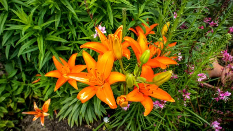 Cluster of orange Fire Lily flowers and buds growing among green foliage with pink flowers nearby.