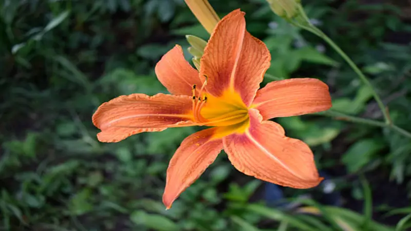 Single orange Fire Lily flower with a yellow throat against a dark green background.