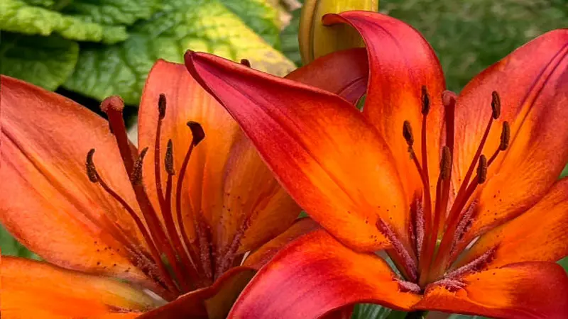 Macro close-up of overlapping orange-red Fire Lily flower petals and stamens in warm light.