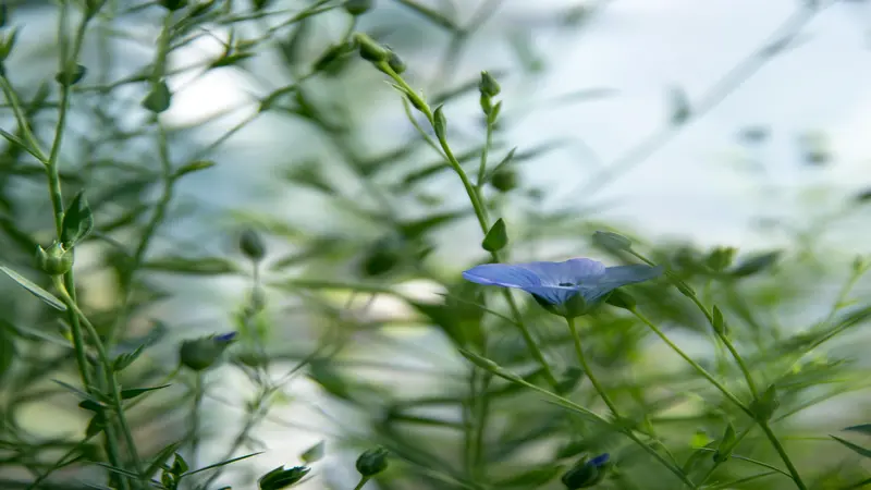 Single blue Flax flower blooming softly among slender green stems and unopened buds against a hazy sky.