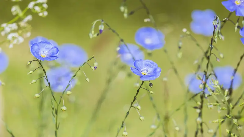 Open blue Flax flowers and closed buds on thin arching stems.