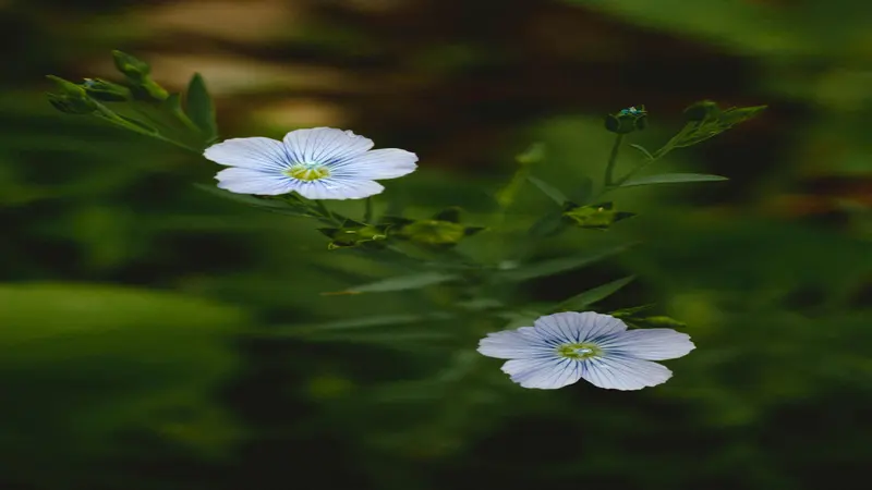 Delicate white Flax flower with a pale blue-green center surrounded by green seed pods.
