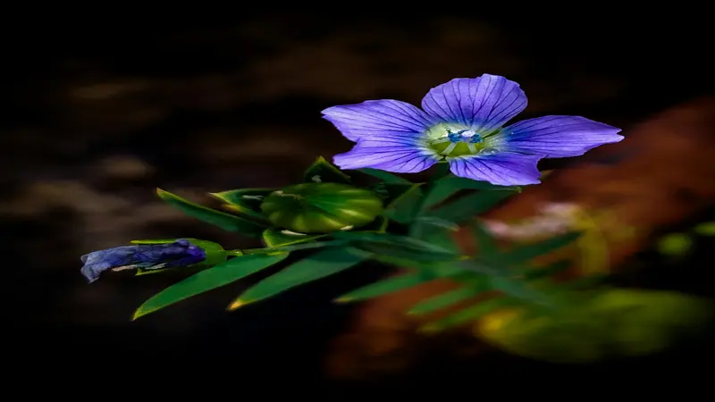 Vivid purple-blue Flax flower in early bloom with rounded green buds.