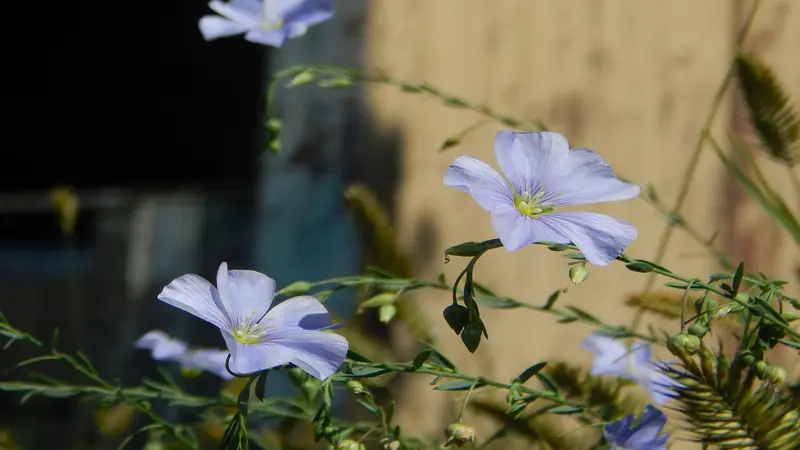 Two pale lavender-white Flax flowers on slender stems against a warm golden background.