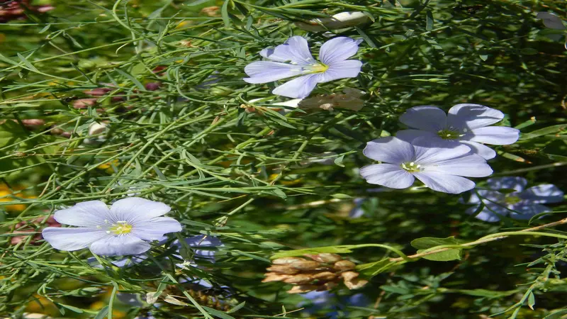 Several white to pale blue Flax flowers nestled among needle-like green foliage.