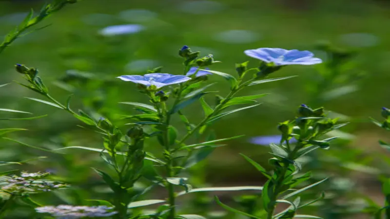 Single bright blue Flax flower at the top of a tall green stem above lush foliage.