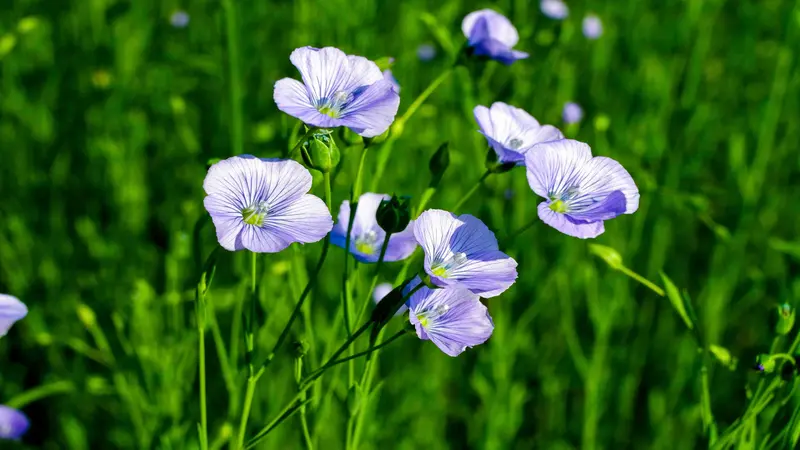 Several blue-violet Flax flowers in full bloom against vivid green grass.