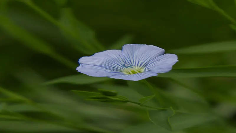 Macro photograph of one pale blue Flax flower with a yellow-green center against a dark green background.