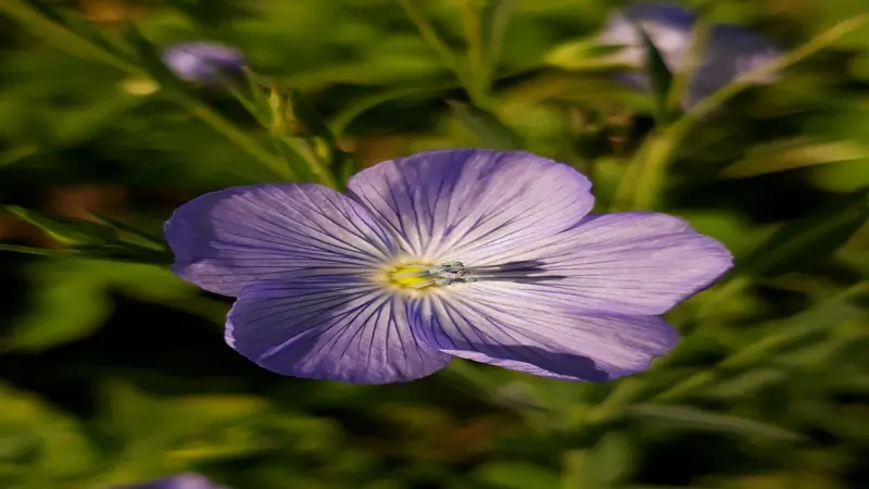 Single large violet Flax flower with radiating white veins and pale yellow center.