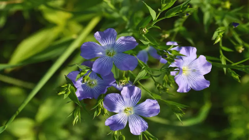 Several blue-purple Flax flowers blooming on branching green stems with a soft background.