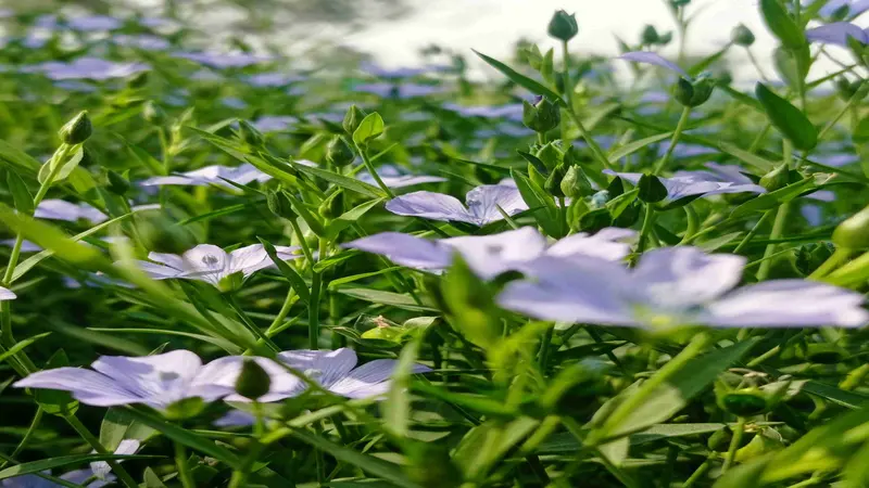 Multiple pale blue-white Flax flowers scattered across thin green stems in a blurred field.