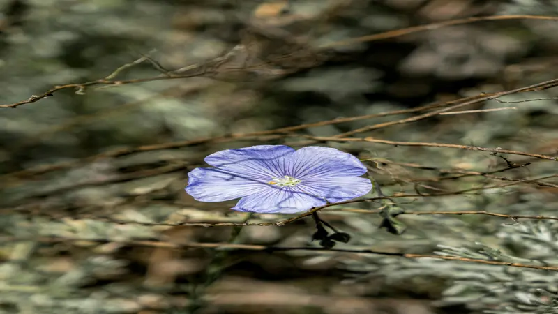 Single pale blue Flax flower growing among dry bare twigs against a muted background.