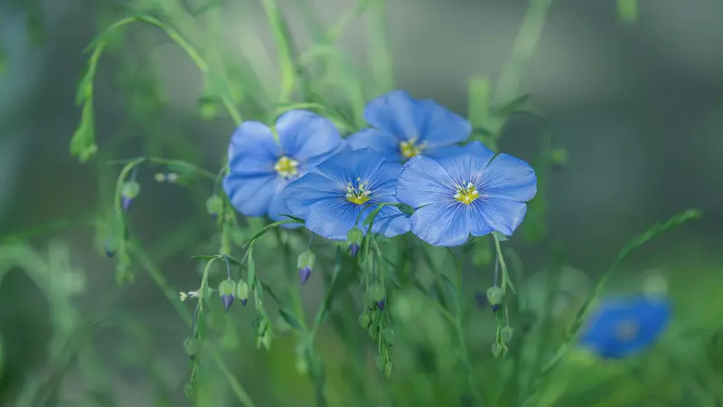 Three bright blue Flax flowers in focus against green and blue-grey bokeh.