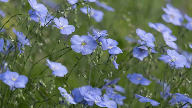 Meadow filled with light blue Flax flowers on tall slender stems.
