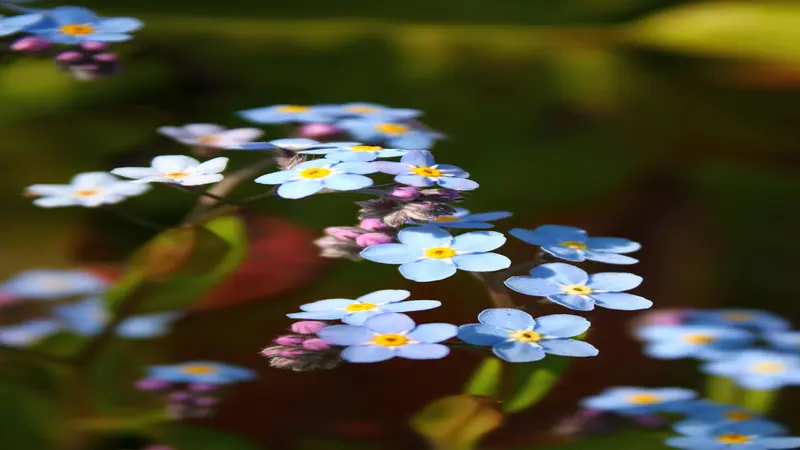 Several small blue Forget-me-not flowers with yellow centers and pink buds against a dark background.