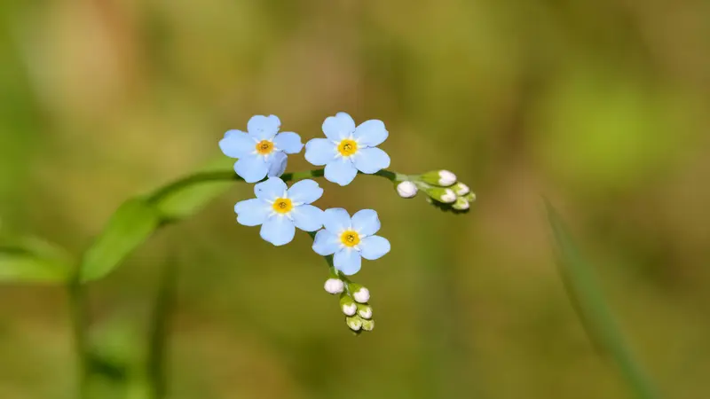 Three pale blue Forget-me-not flowers with yellow centers beside white round buds.