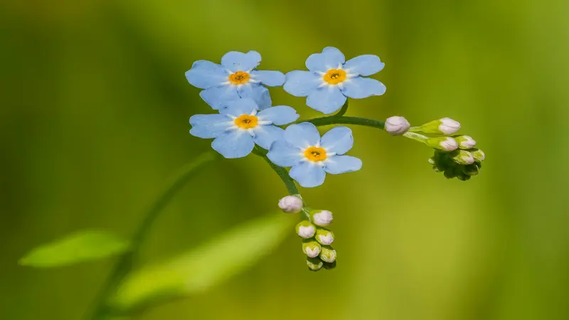 Four open blue Forget-me-not flowers with small round buds on an arching stem.