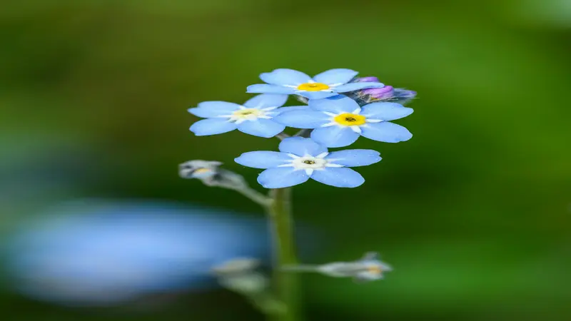 Two blue Forget-me-not flowers above a partially opened bud on a vertical stem.