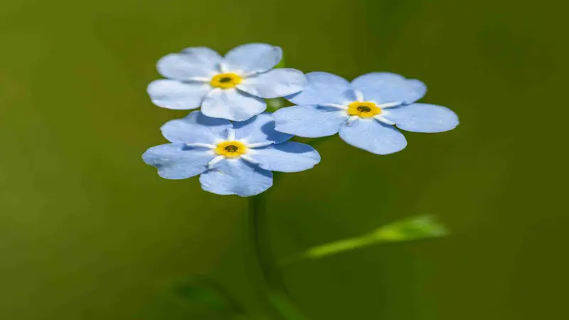 Two bright blue Forget-me-not flowers with bold yellow centers on an upright stem.