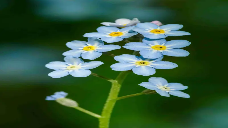 Five blue Forget-me-not flowers with yellow and white centers on a branching stem.