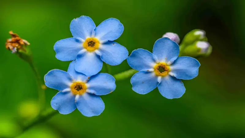 Three bright blue Forget-me-not flowers with yellow centers in sharp focus against green foliage.