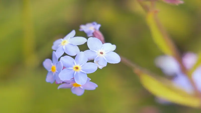 Small cluster of pale lavender-white Forget-me-not flowers with yellow centers.