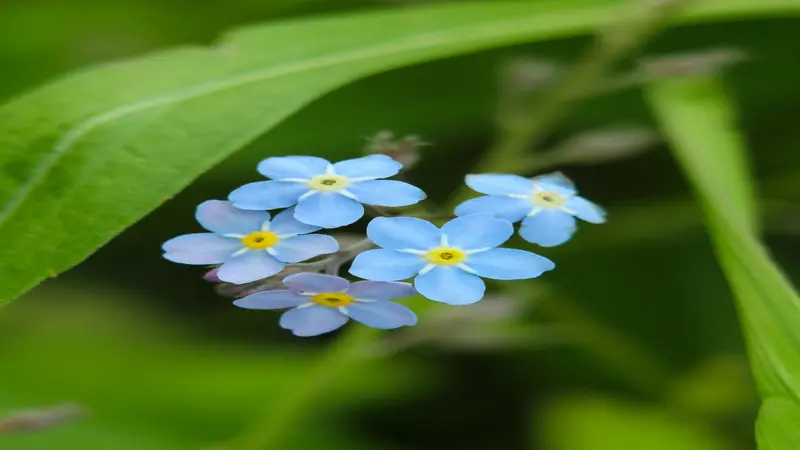 Four pale blue Forget-me-not flowers with yellow centers near a broad green leaf.