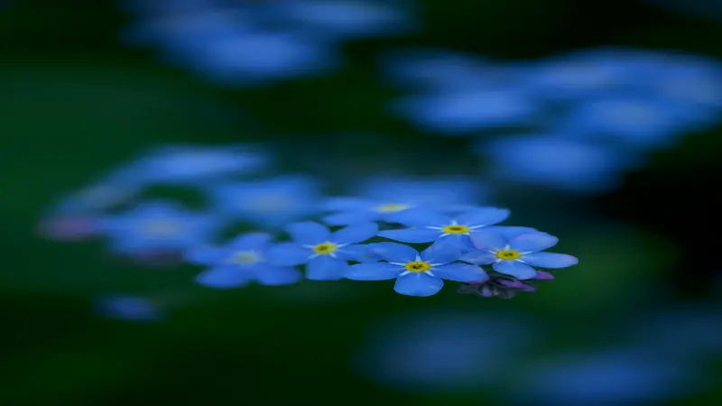 Several blue Forget-me-not flowers with yellow centers in a moody low-light composition.