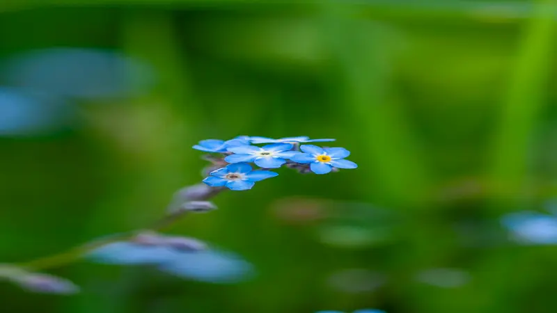 Three vivid blue Forget-me-not flowers grouped at the tip of a slender stem.