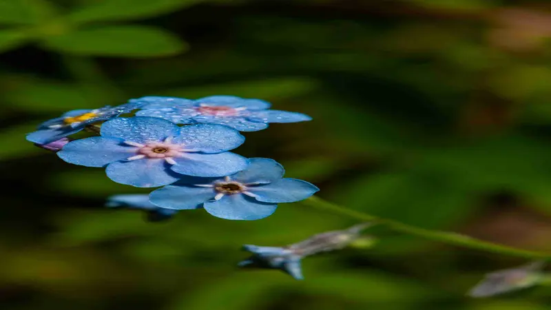 Two blue Forget-me-not flowers covered in water droplets with pink centers.