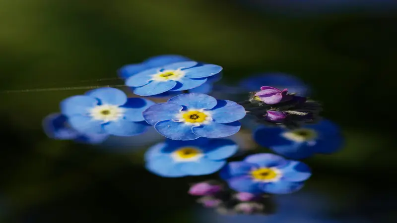 Two large blue Forget-me-not flowers with yellow centers beside pink-purple buds.