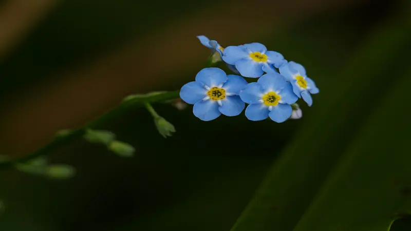 Group of bright blue Forget-me-not flowers with yellow centers against dark green leaves.
