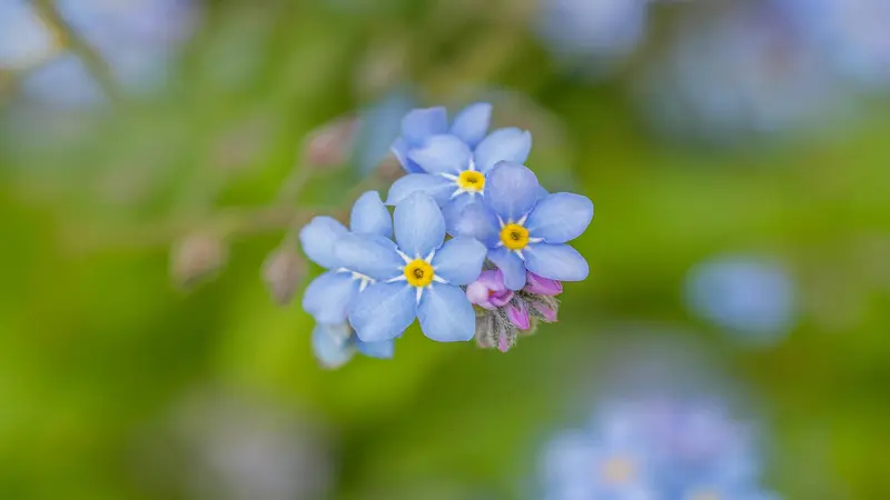 Small bunch of pale blue Forget-me-not flowers with yellow centers against a blurred background.
