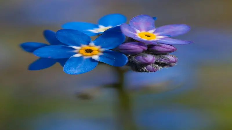 One open vivid blue Forget-me-not flower with a yellow center beside unopened purple buds.
