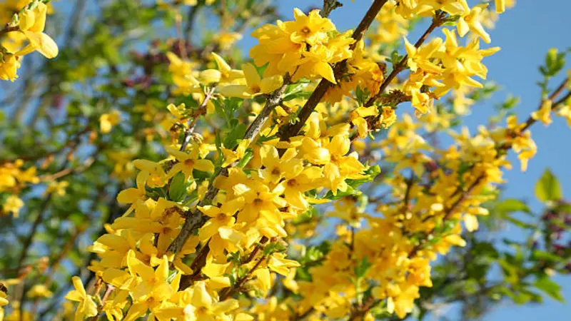 Dense Forsythia flower branches covered with golden-yellow blooms and green leaves.