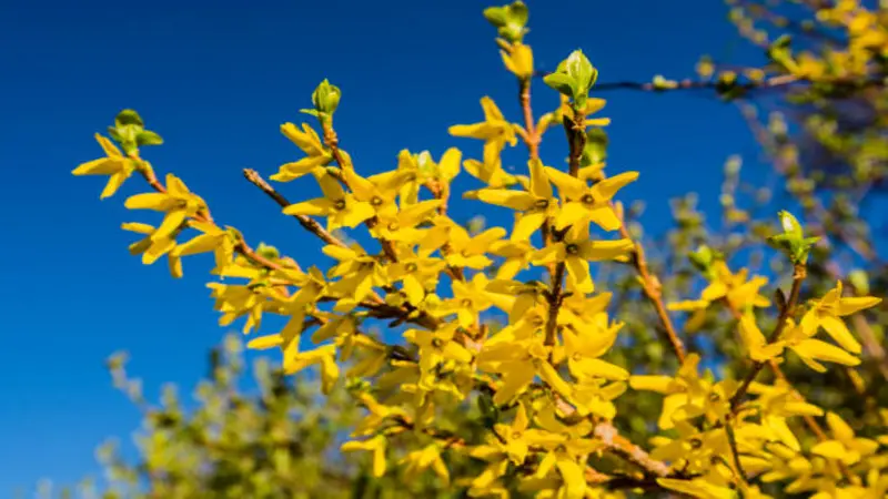 Upward view of Forsythia flowers covering branches against a deep blue sky.