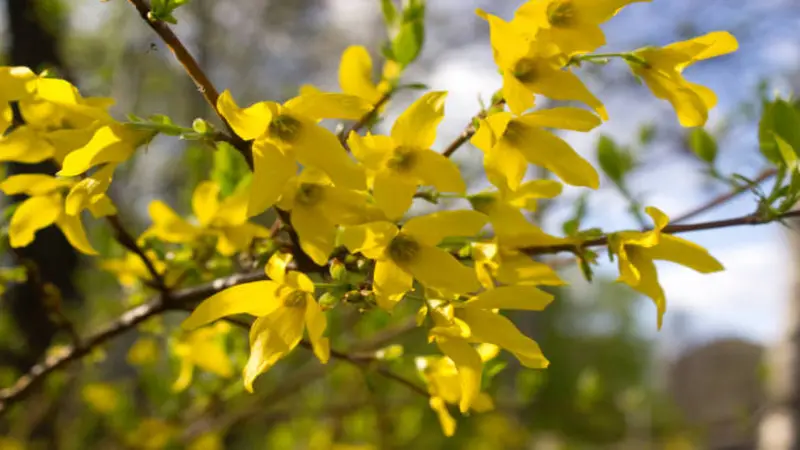 Forsythia flower branch with yellow blooms and emerging green leaves.