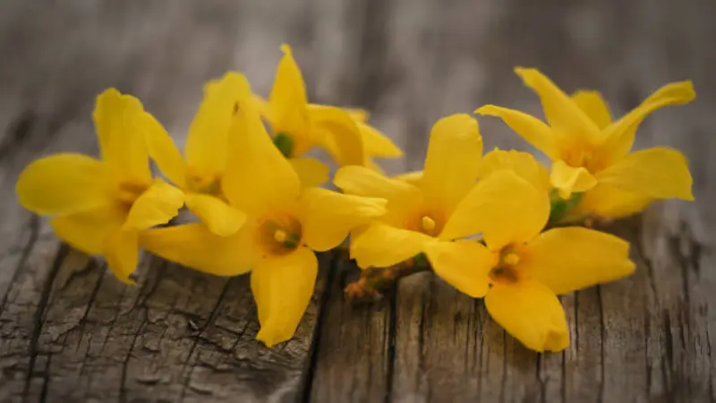 Individual Forsythia flowers scattered on a rustic wooden surface.
