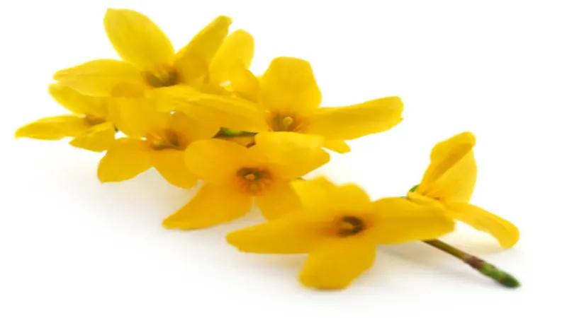 Small Forsythia flower sprig with three yellow blooms isolated on white.