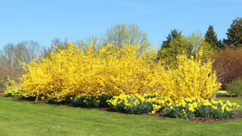 Wide garden border of blooming Forsythia flowers beside a manicured lawn.