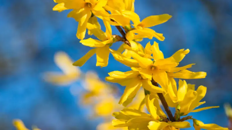 Bright yellow Forsythia flowers against a vivid blue sky.