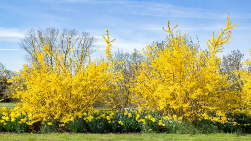 Two tall Forsythia flower shrubs with daffodils under a blue sky.