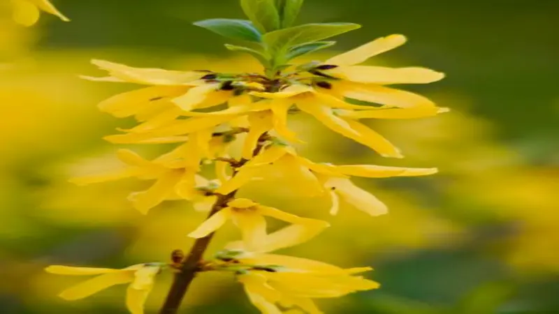 Close-up of bright yellow Forsythia flowers clustered on a brown stem against a soft green background.