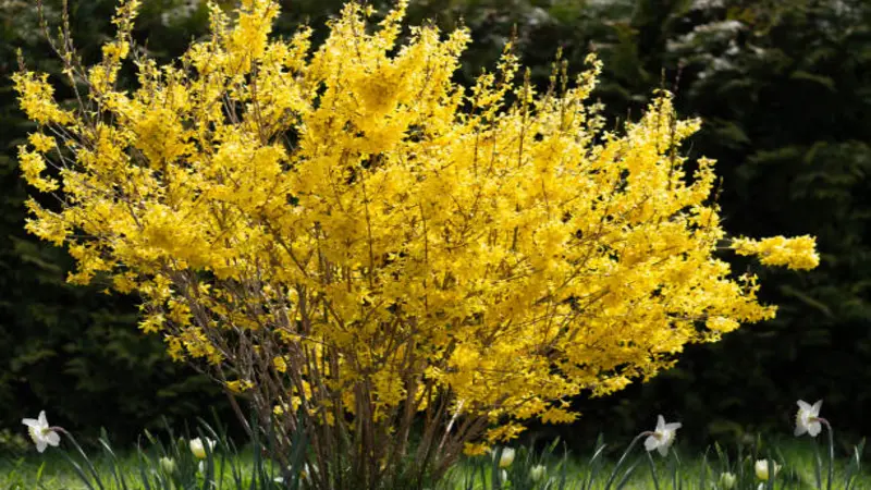 Single Forsythia flower bush in bloom with white flowers at its base.